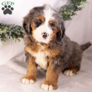 Marcus, Bernedoodle Puppy